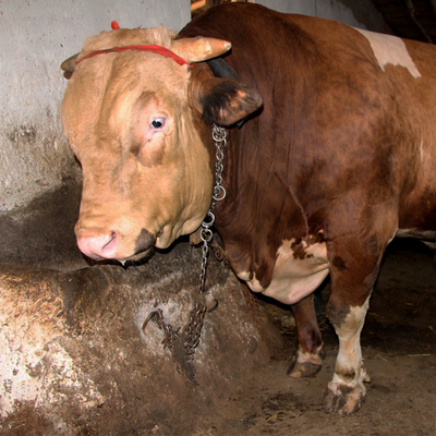 80 bin liradan alıcısını bekliyor