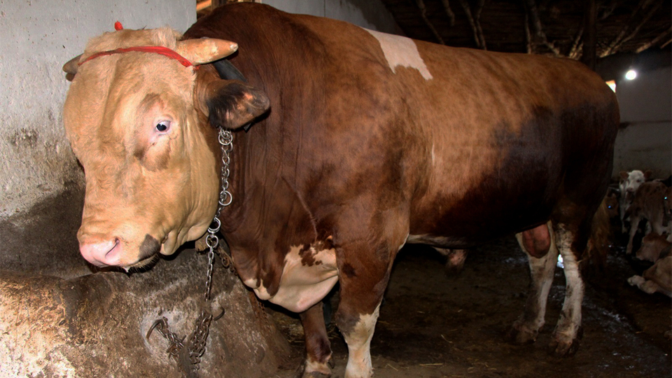 80 bin liradan alıcısını bekliyor