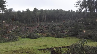 Kütahya'da inanılmaz olay! Yüzlerce ağaç devrildi