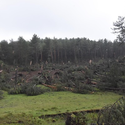 Kütahya'da inanılmaz olay! Yüzlerce ağaç devrildi