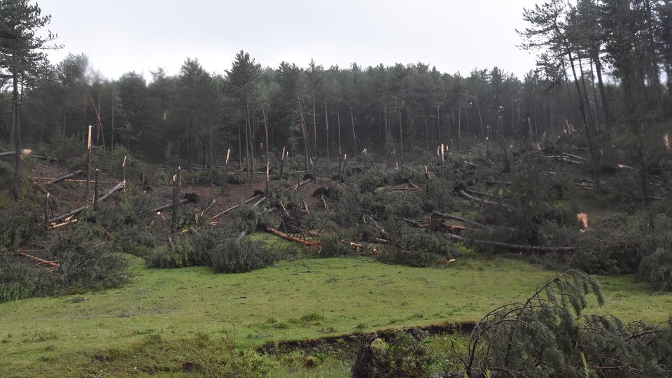Kütahya'da inanılmaz olay! Yüzlerce ağaç devrildi