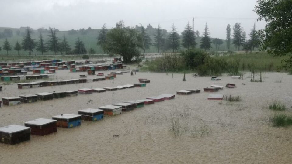 Uşak'ta yağmur dereleri taşırdı, 100 kovan arı öldü