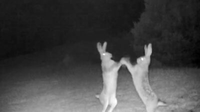 Tavşanların kavgası kamerada!