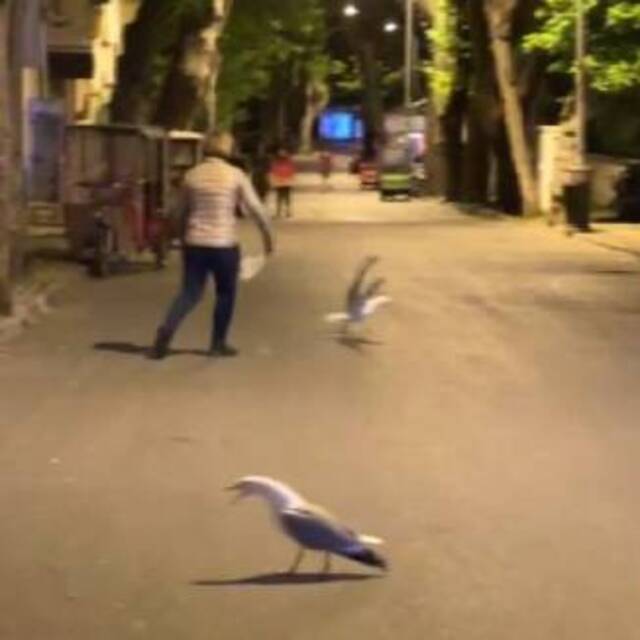 Martılar kavga etti, vatandaşlar ayırmaya çalıştı