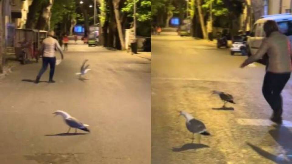 Martılar kavga etti, vatandaşlar ayırmaya çalıştı