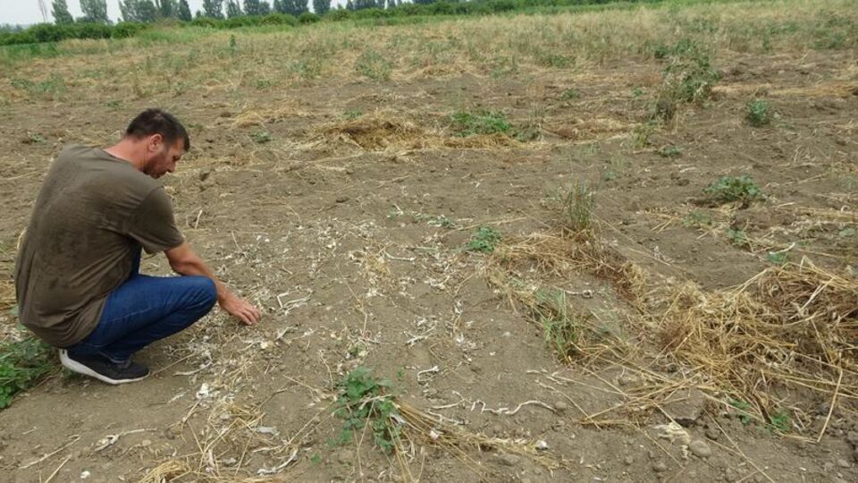 Adana'da 'pes' dedirten olay! Çiftçi şoke oldu