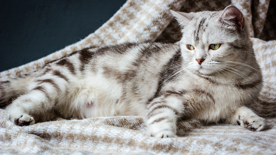 Kedilerde hamilelik belirtileri