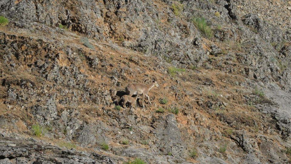 Bağın Vadisi'ndeki sayıları yeni yavrularla artıyor