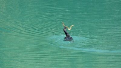 Balıkçıl ile yılan balığının mücadelesini bakın kim kazandı!