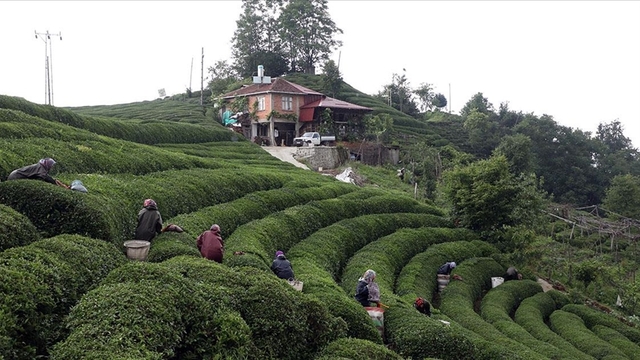 Rize'de örnek çay bahçeleri turistlerin gözde mekanı!