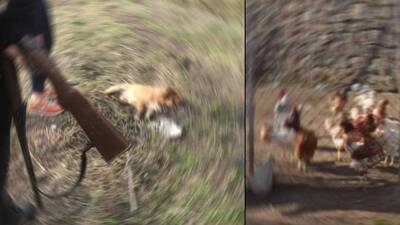 Komşunun köpeğini öldürdü, savcı hapis talep etti