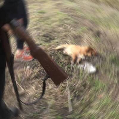 Komşunun köpeğini öldürdü, savcı hapis talep etti