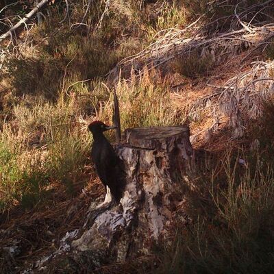 4 yıldır minare havalandırmasında! Dünyada nadir görülüyor...