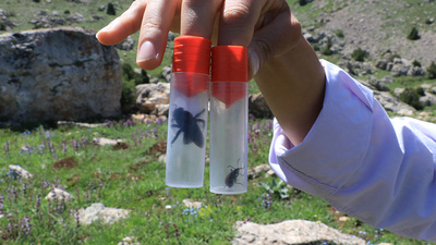 Munzur Dağları'nda kayıt altına alındı!