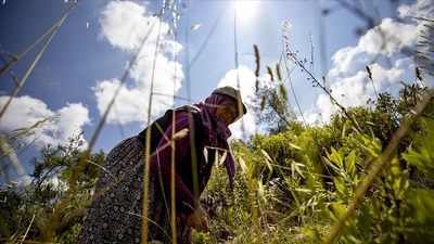 'Hatice anne'nin diktiği fidanlar ormana dönüştü!
