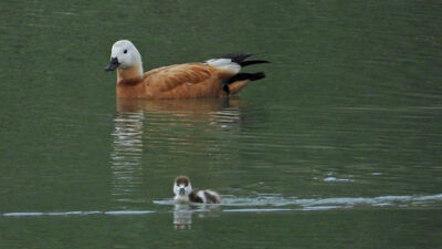 Angıt yavrularının yiyecek mesaisi