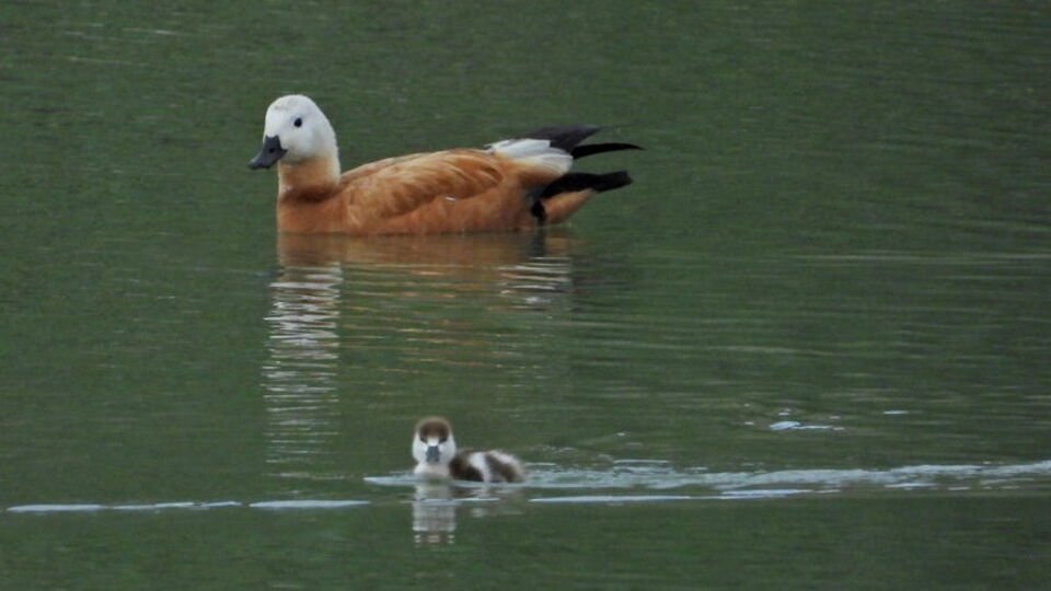 Angıt yavrularının yiyecek mesaisi