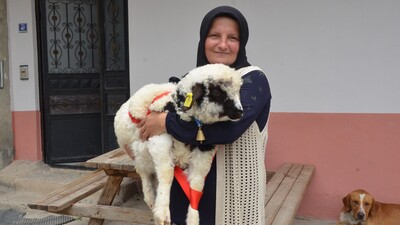 'Anne' diye meleyen kuzu ile sahibinin gülümseten dostluğu