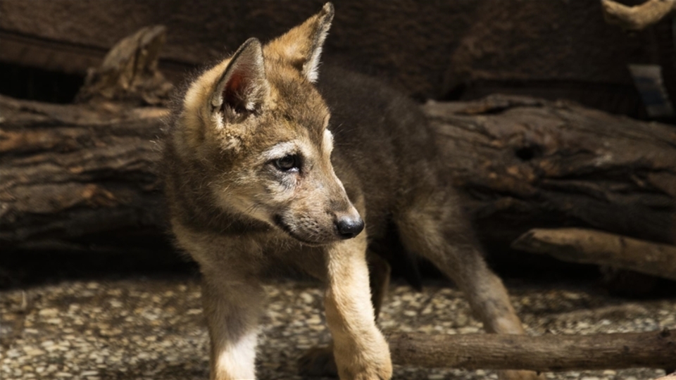 Yaralı bulunan 4 kurt yavrusu, özel bakımla hayata tutundu