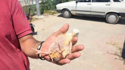 4 ayaklı civciv görenleri şaşırttı