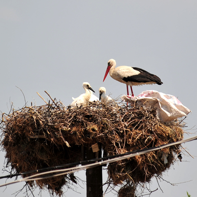 'Yaren' leylek 3 yavrusunu da büyüttü