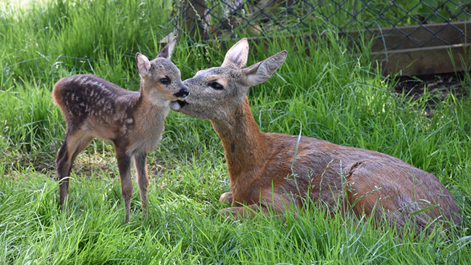 Bordo ile Mavi botanik parkın maskotu oldu