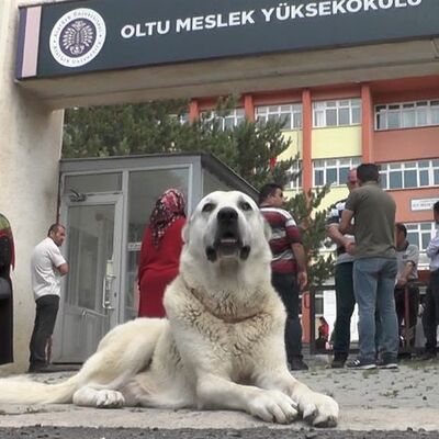 Sadakatin de böylesi!