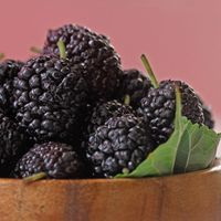 Karadutun bilinmeyen 5 mucizevi faydası