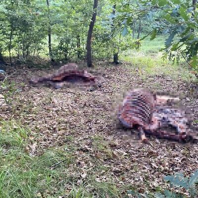 Ormanda at kemikleri bulundu!