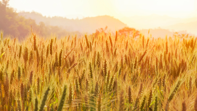Tarıma, çiftçiye ve iklime can suyu