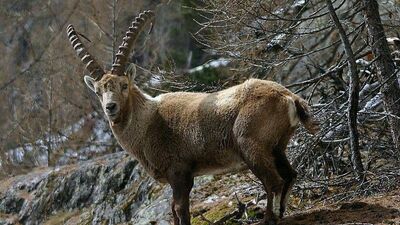 Adıyaman'da ele geçirildi: Rekor ceza!