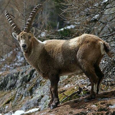 Adıyaman'da ele geçirildi: Rekor ceza!