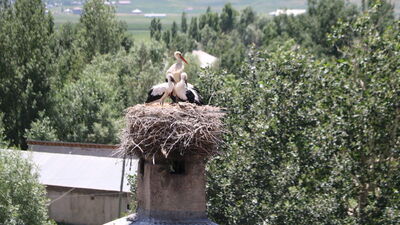 Evlerin bacalarına yuva yaptılar... Köylüler koruyor