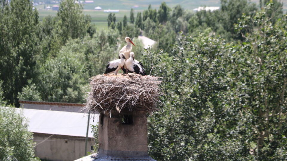 Evlerin bacalarına yuva yaptılar... Köylüler koruyor