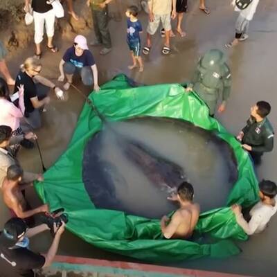 Balıkçı yakaladı... 300 kilogram ağırlığında!