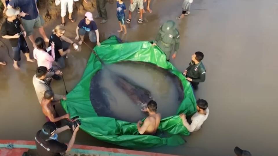 Balıkçı yakaladı... 300 kilogram ağırlığında!