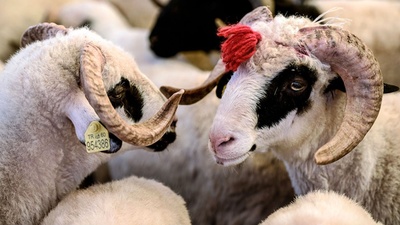 Kurbanlık fiyatları yüzde 25-30 zamlandı