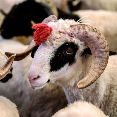 Kurbanlık fiyatları yüzde 25-30 zamlandı