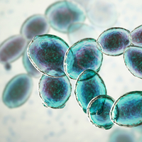 Bağırsak mantarı belirtileri