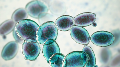 Bağırsak mantarı belirtileri