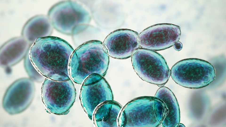 Bağırsak mantarı belirtileri