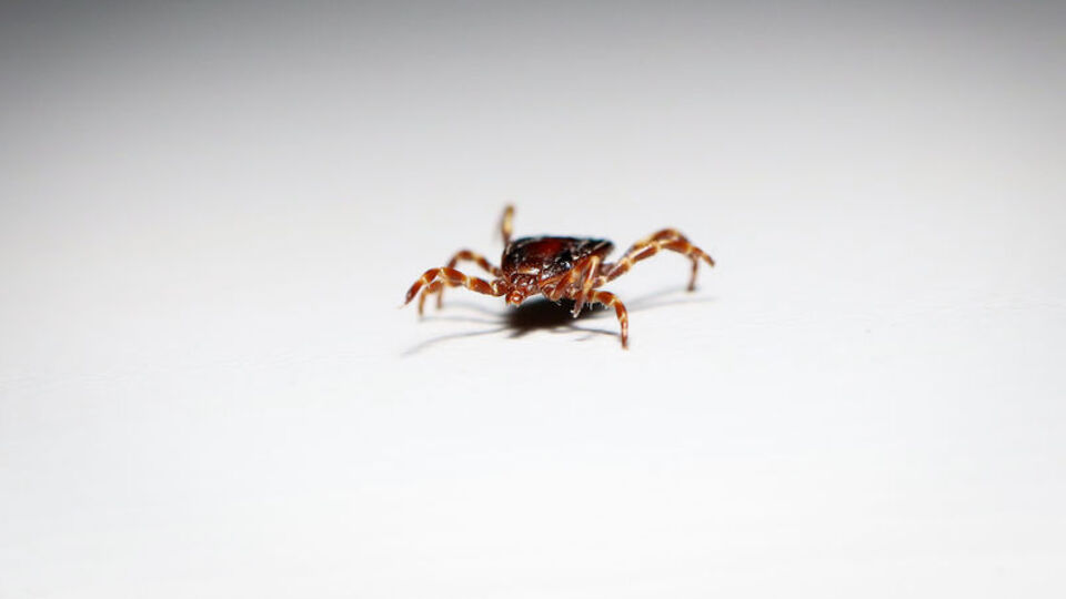 Malatya'da kene uyarısı