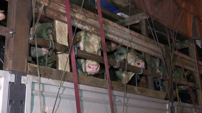 Kurbanlık hayvanlar İstanbul'da