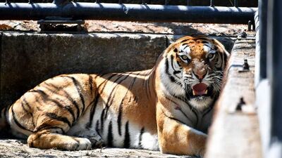 Tarsus Doğa Parkı'na getirildi