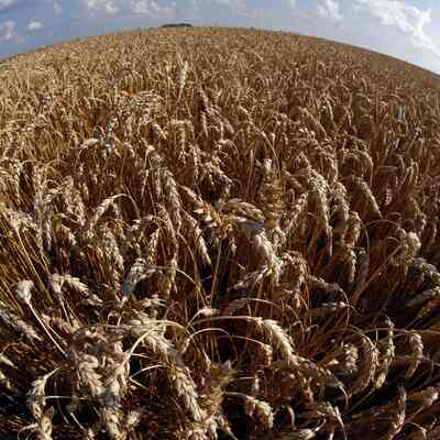 Gıda krizinde 'kıyamet' kapıda mı?