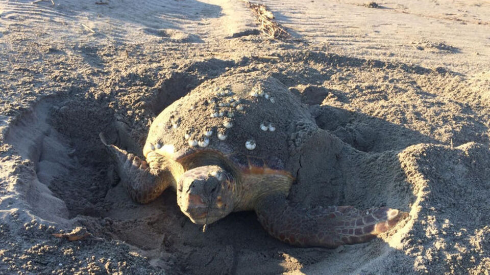 Patara Plajı'nda 86 caretta caretta yuva yaptı