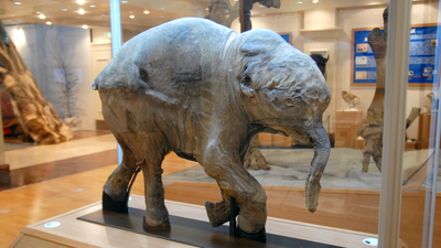 Altın madeninde bulundu... 30 bin yıllık!