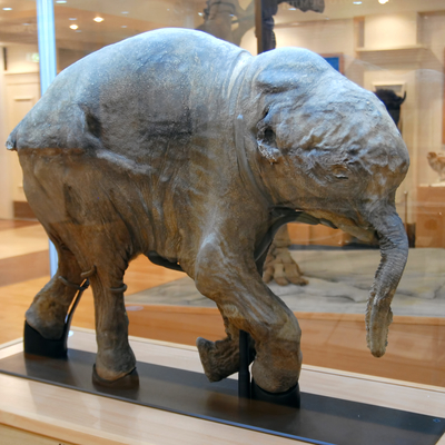 Altın madeninde bulundu... 30 bin yıllık!