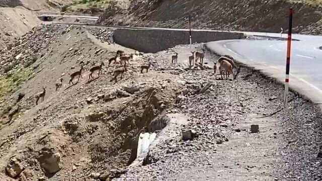 Sürü halinde görüntülendiler... "Çok güzel bir gelişme"