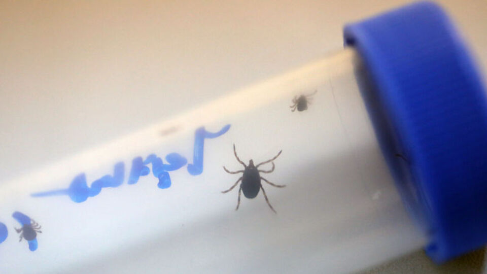 Bir kene ölümü daha!